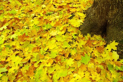 Texture of a maple leaf as background