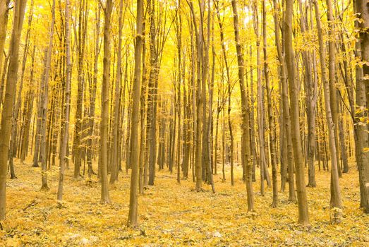 a path is in the autumn forest     