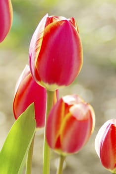  Beautiful red tulips in the garden