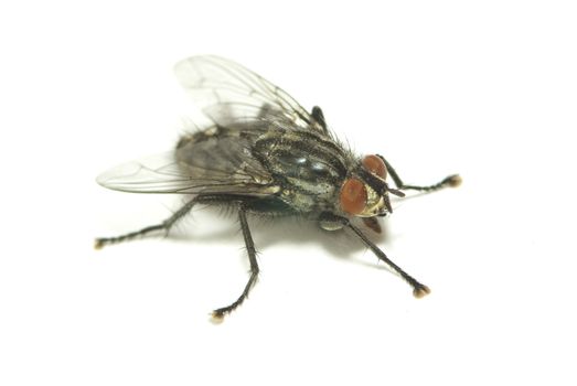 fly isolated on a white background