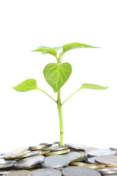 plant in coins  isolated on white background