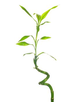 green bamboo  isolated on a white background