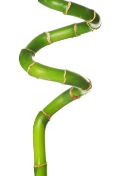 bamboo isolated on a white background