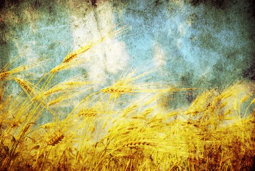 Grunge background with golden wheat in a farm field
