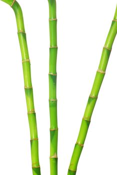 green bamboo isolated on a white background