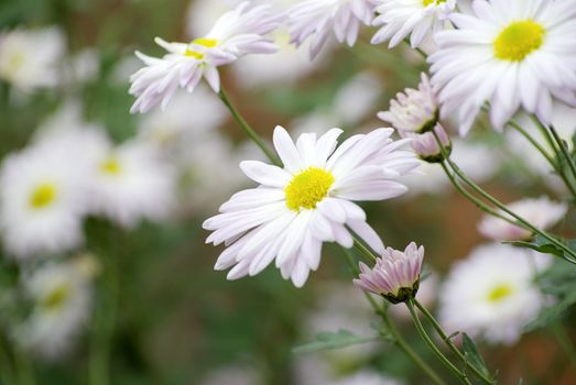 white flowers on green background