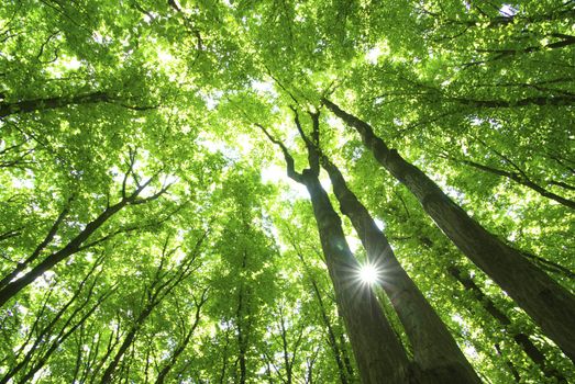 green forest background in a sunny day