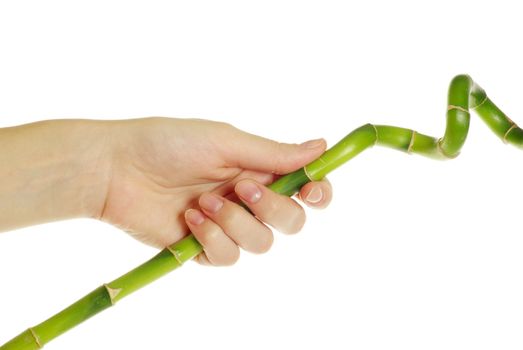 Hand and bamboo over isolated white background