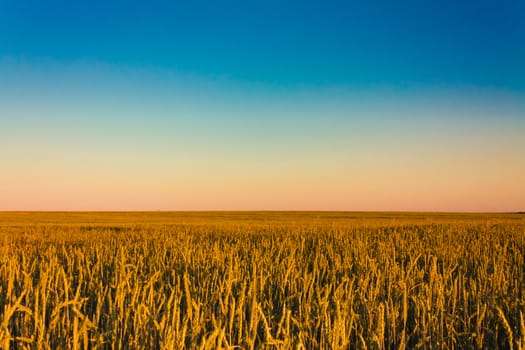 A barley field with shining golden barley ears in summer