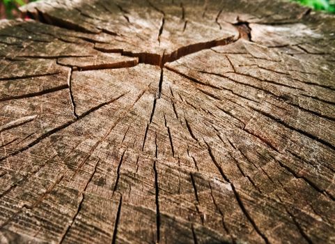 Texture of the old stump. texture of the old cut down a tree