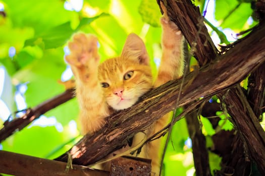 Young kitten sitting on branch outdoor shot at sunny day