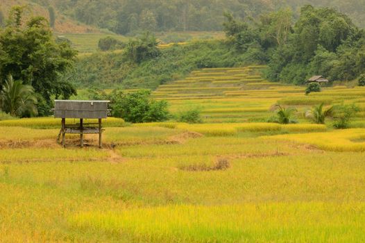 The little terraced rice fieldss in Mae chaem, Chaing Mai, Thailand