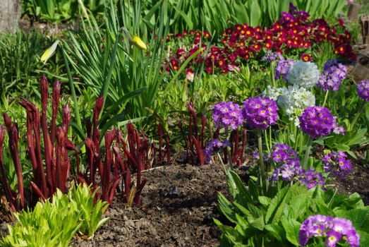 Colorful Blooming  Flower Bed in Early Springtime