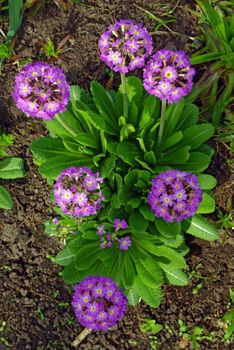 Magenta primrose (primula vulgaris) one of the first flowers to blossom in spring