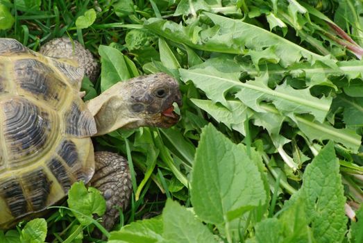 Close-up of a tortoise eating fresh grass