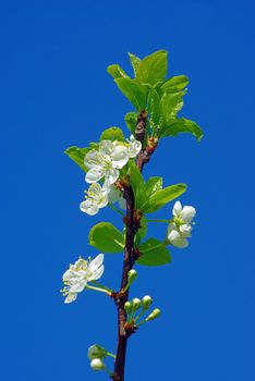 Branch of cherry blossom against blue sky