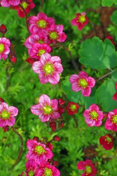 Background of blossoming succulent plant close up