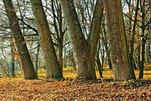 Trunks of large old trees in the park