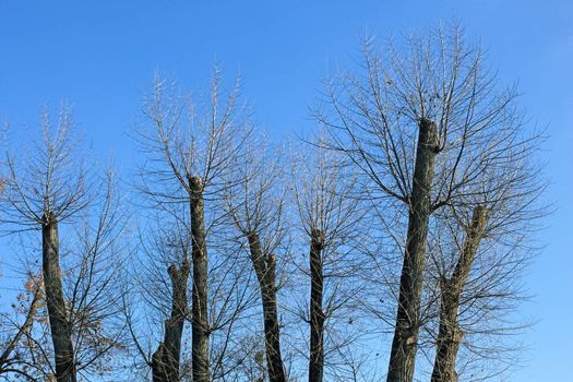 Truncated of treetops against the bright blue sky