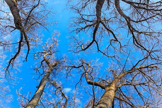 Tops of naked fall trees against the bright blue sky