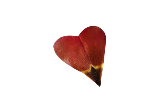 Tulip's petal as heart shape isolated on white background.