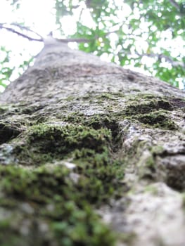 low angle view for a growing tree