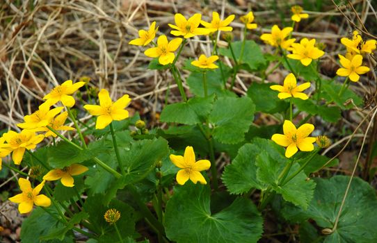 Yellow-cup or known as buttercup (Ranunculus) flower.