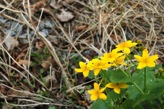 Yellow-cup or known as buttercup (Ranunculus) flower.