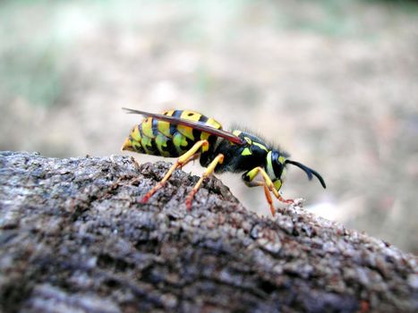 Norwegian Wasp.