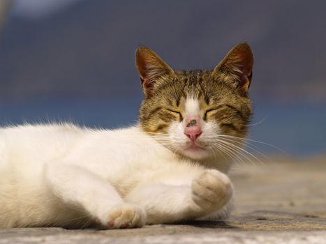 greek stray cat resting in the sun