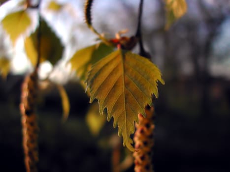 Norwegian Birch-leaves and pollen in evening sun.