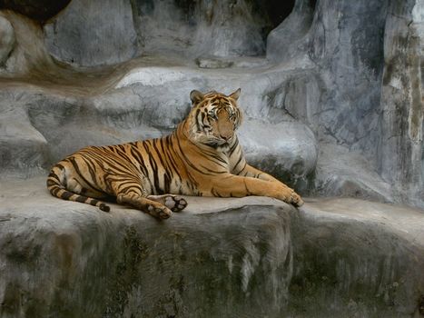 A tiger relaxing in Sriracha Tiger Zoo in Thailand.