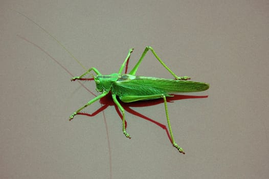 A green grasshopper.