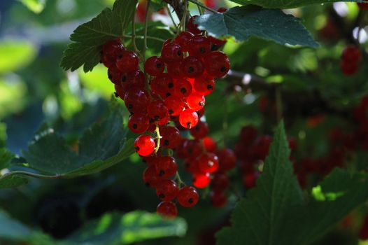 Norwegian Currant bush.
Red currants.