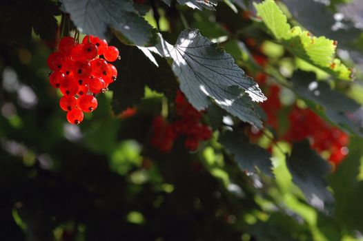 Norwegian Currant bush.
Red currants.