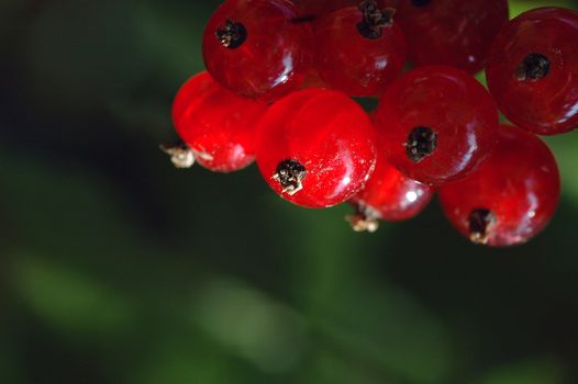 Norwegian Currant bush.
Red currants.