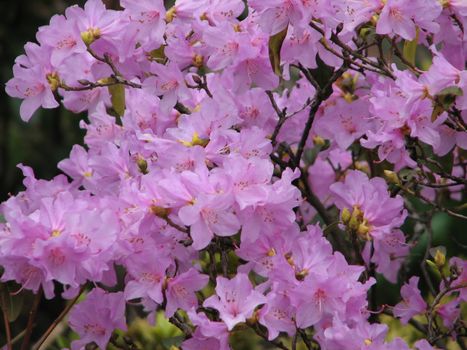 rhododendron blossom