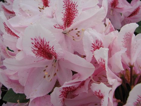 rhododendron blossom