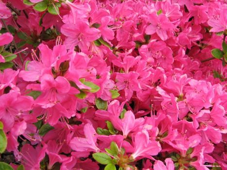 rhododendron blossom