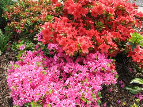 rhododendron blossom