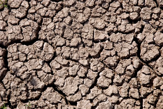 Small plant growing in a drought desert.