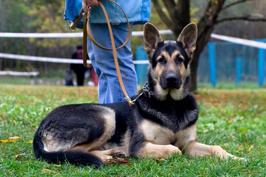 lying german shepherd near human legs
