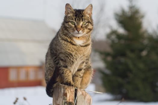 Grey tabby cat on a fence in winter in the country
