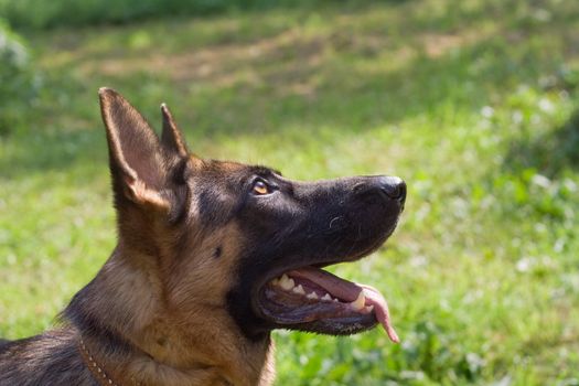 German shepherd looks at its master
