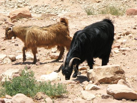 Goats in desert, Petra, Jordan, Middle east