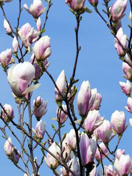 magnolia relating to the blue sky