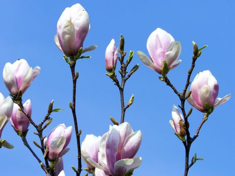 magnolia relating to the blue sky