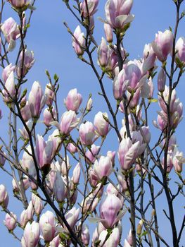 magnolia relating to the blue sky