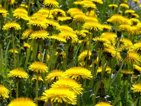 field of yellow flowers of the dandelion