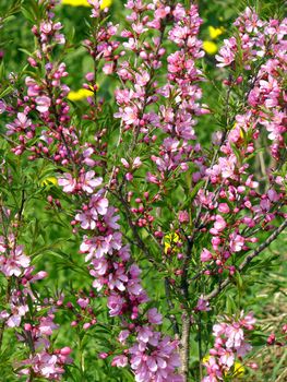 flowers on the bush 